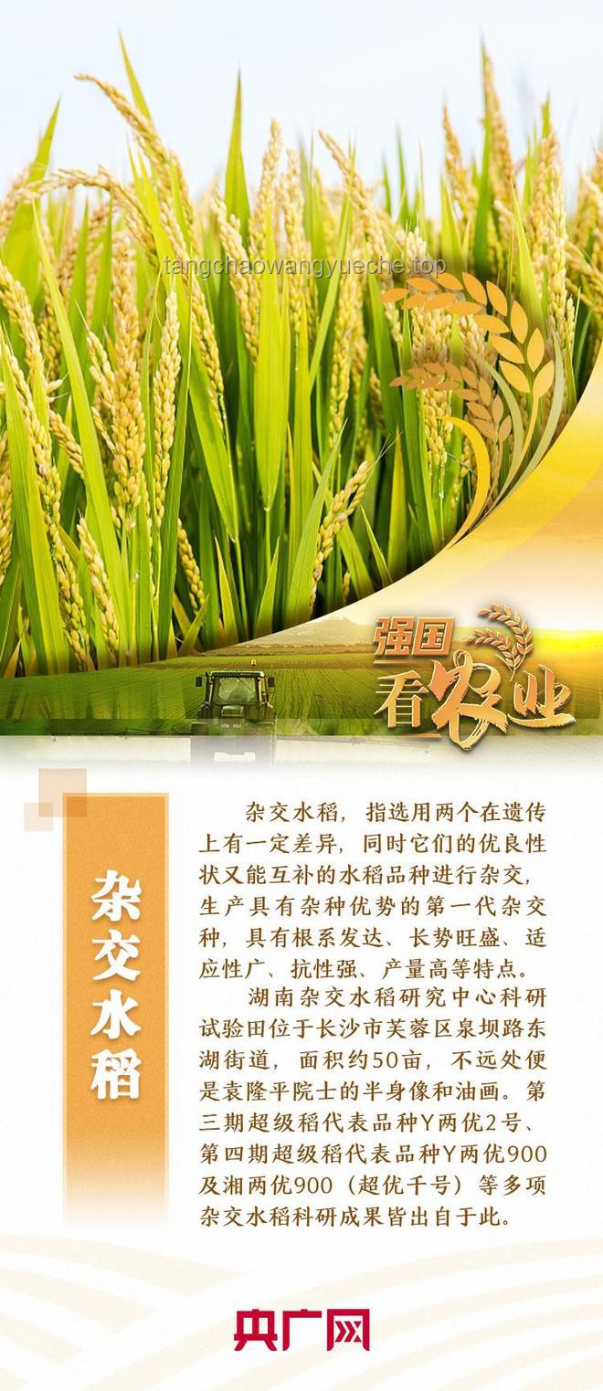 禾下乘凉梦，一生逐稻香 —— 缅怀致敬袁隆平爷爷的真实感悟