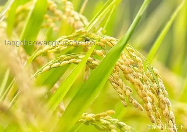 禾下乘凉梦，一生逐稻香 —— 缅怀致敬袁隆平爷爷的真实感悟